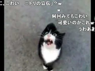 【おもしろ】しゃべる猫！伝説