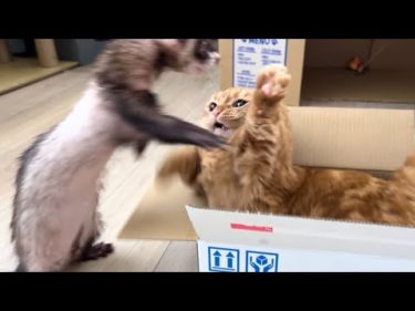 ネコとフェレットが仲良く箱に入る姿が可愛い！短足マンチカンひな子ちゃん