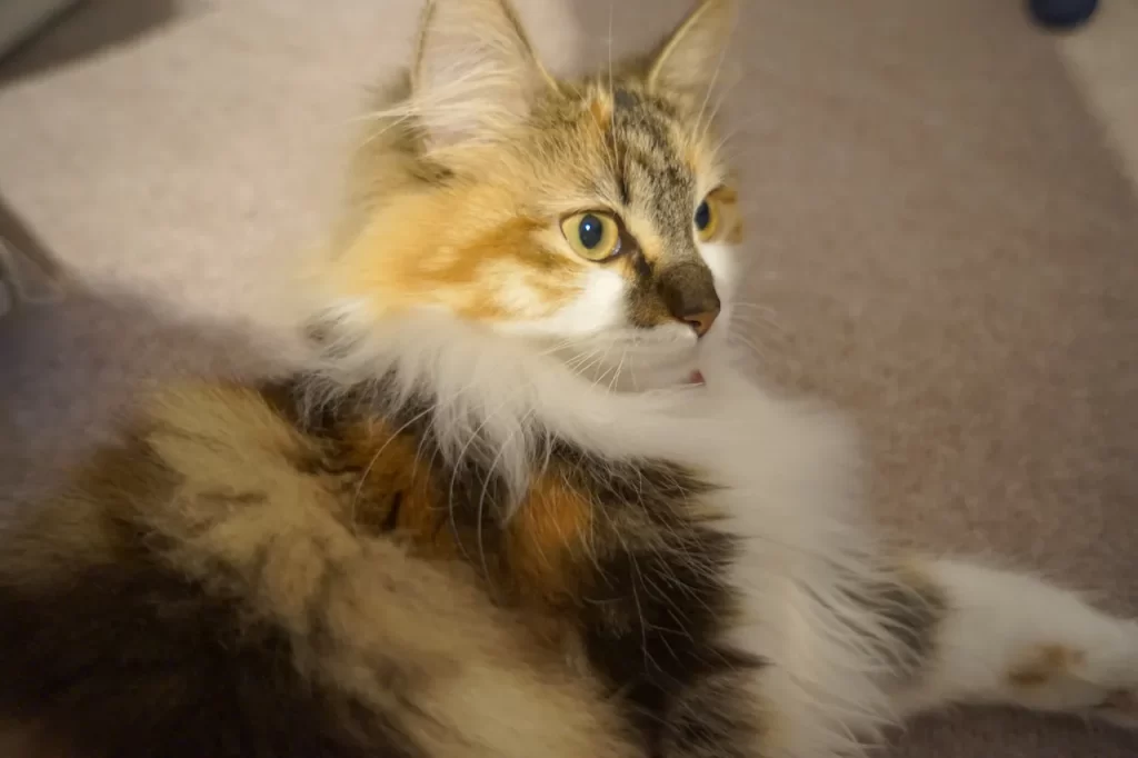 新居へ引っ越したので、その時の状況と今後の展開についてお話します