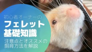 フェレットオーナー初心者が知っておくべき注意点とオススメの飼育方法を解説します☆