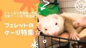 おすすめのフェレットケージをピックアップ！セット品や多頭飼いに対応の大型ケージまで徹底紹介