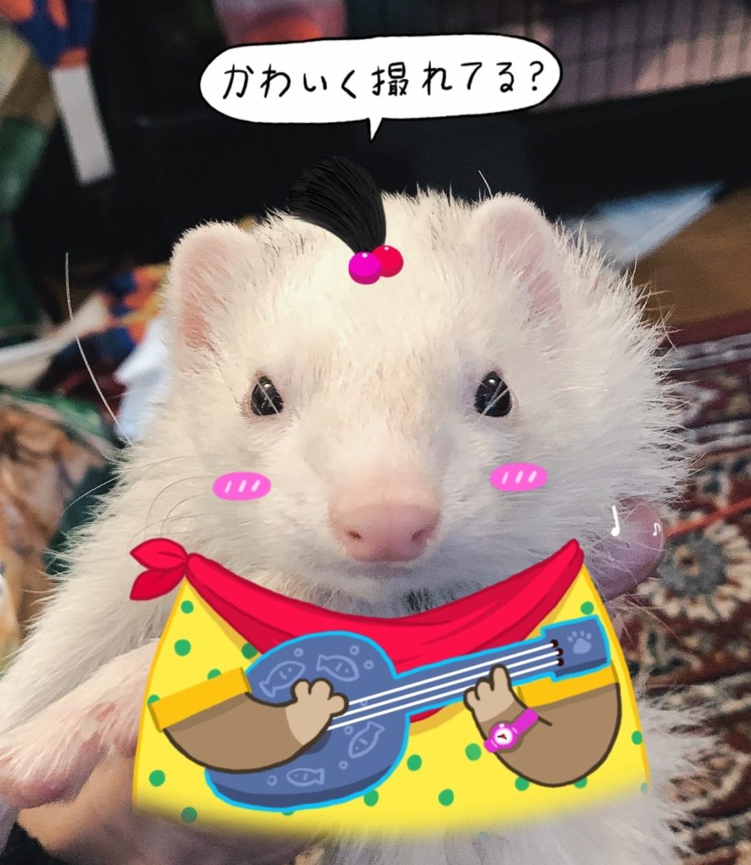 ネコ フェレットを可愛く撮影 Snowアプリで加工したらこんな感じになったよ フェネッコラボ