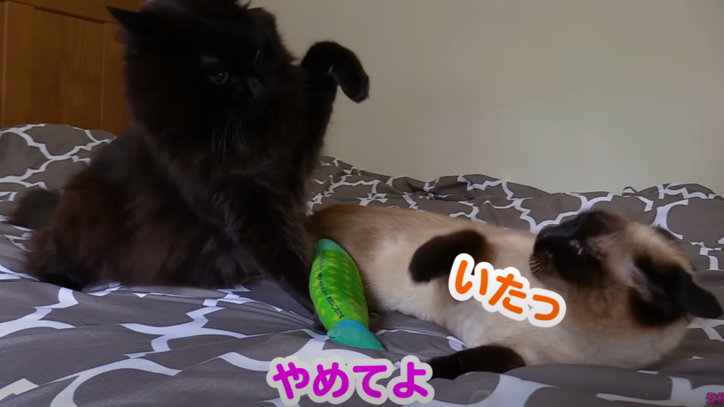 ネコってこんなにも日本語しゃべるの？怒りながらも可愛くお喋りする猫のおもしろ動画☆