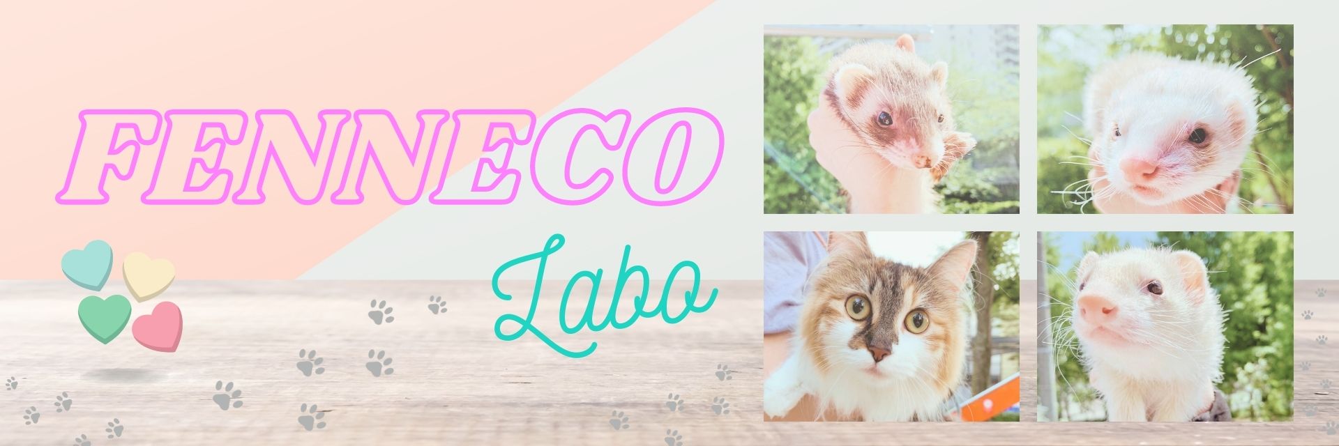 Fenneco Labo 猫とフェレットの飼育～趣味